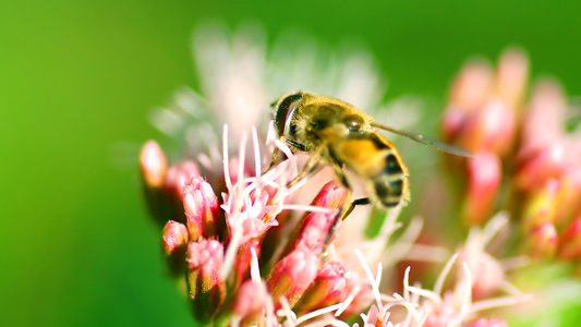 How Bee Venom Can Help You Achieve Firmer, Smoother Skin