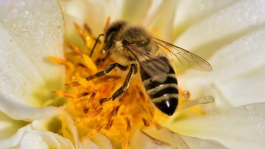 How Bee Venom Can Reduce Wrinkles and Rejuvenate Your Skin